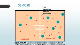 OSMOSIS
Cell
membrane
partially
permeable.
EQUILIBRIUM. Equal water concentration on each side. Equal
 