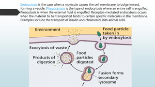 Endocytosis is the case when a molecule causes the cell membrane to bulge inward,
forming a vesicle. Phagocytosis is the type of endocytosis where an entire cell is engulfed.
Pinocytosis is when the external fluid is engulfed. Receptor-mediated endocytosis occurs
when the material to be transported binds to certain specific molecules in the membrane.
Examples include the transport of insulin and cholesterol into animal cells.
 