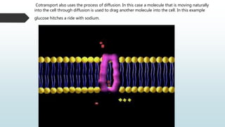 Cotransport also uses the process of diffusion. In this case a molecule that is moving naturally
into the cell through diffusion is used to drag another molecule into the cell. In this example
glucose hitches a ride with sodium.
 