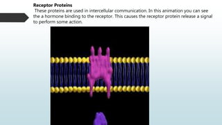 Receptor Proteins
These proteins are used in intercellular communication. In this animation you can see
the a hormone binding to the receptor. This causes the receptor protein release a signal
to perform some action.
 