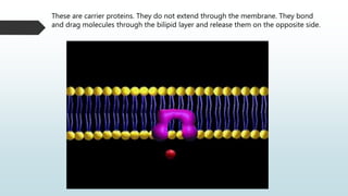 These are carrier proteins. They do not extend through the membrane. They bond
and drag molecules through the bilipid layer and release them on the opposite side.
 