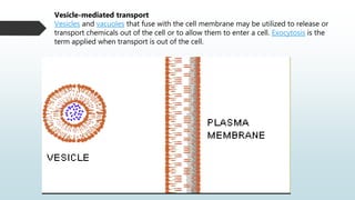 Vesicle-mediated transport
Vesicles and vacuoles that fuse with the cell membrane may be utilized to release or
transport chemicals out of the cell or to allow them to enter a cell. Exocytosis is the
term applied when transport is out of the cell.
 