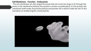 Cell Membrane - Function - Endocytosis
The cell membrane can also engulf structures that are much too large to fit through the
pores in the membrane proteins this process is known as endocytosis. In this process the
membrane itself wraps around the particle and pinches off a vesicle inside the cell. In this
animation an ameba engulfs a food particle.
 