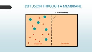 DIFFUSION THROUGH A MEMBRANE
Inside cell Outside cell
Cell membrane
 