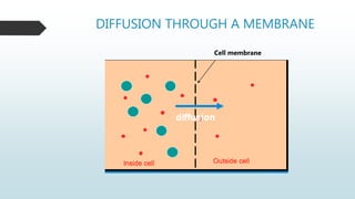 DIFFUSION THROUGH A MEMBRANE
Cell membrane
 