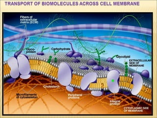 Transport of biomolecules across cell membrane