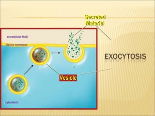 (cytoplasm)
1
VesicleVesicle
(extracellular fluid)
plasma membrane
2
SecretedSecreted
MaterialMaterial
33
 