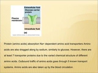 Protein (amino acids) absorption Na+ dependent amino acid transporters Amino
acids are also dragged along by sodium, similarly to glucose. However, there are
at least 7 transporter proteins due to the varied chemical structure of different
amino acids. Outbound trafﬁc of amino acids goes through 5 known transport
systems. Amino acids are also taken up by the blood circulation.
 