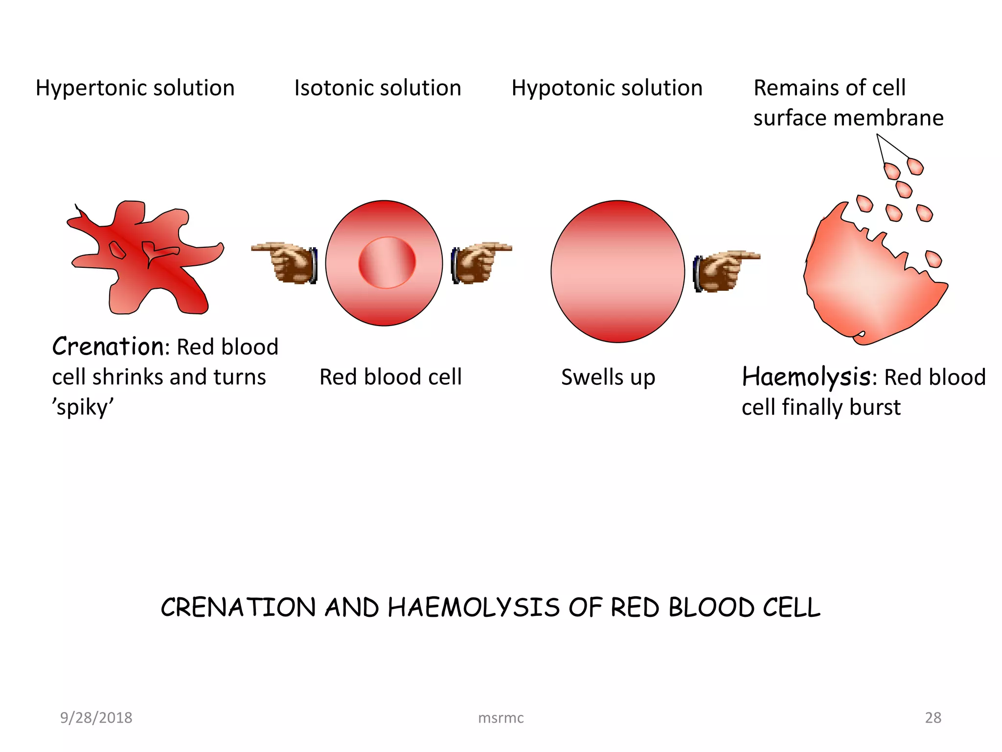 Transport across cell membrane | PPTX
