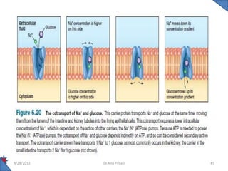 Transport across cell membrane