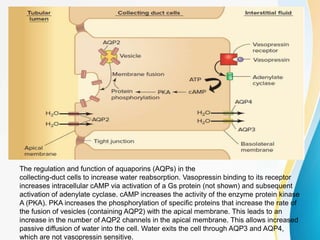The regulation and function of aquaporins (AQPs) in the
collecting-duct cells to increase water reabsorption. Vasopressin binding to its receptor
increases intracellular cAMP via activation of a Gs protein (not shown) and subsequent
activation of adenylate cyclase. cAMP increases the activity of the enzyme protein kinase
A (PKA). PKA increases the phosphorylation of specific proteins that increase the rate of
the fusion of vesicles (containing AQP2) with the apical membrane. This leads to an
increase in the number of AQP2 channels in the apical membrane. This allows increased
passive diffusion of water into the cell. Water exits the cell through AQP3 and AQP4,
which are not vasopressin sensitive.
 