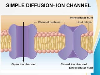 SIMPLE DIFFUSION- ION CHANNEL
 