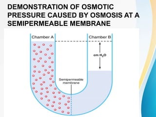 DEMONSTRATION OF OSMOTIC
PRESSURE CAUSED BY OSMOSIS AT A
SEMIPERMEABLE MEMBRANE
 