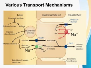 Various Transport Mechanisms
 