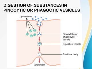 DIGESTION OF SUBSTANCES IN
PINOCYTIC OR PHAGOCTIC VESICLES
 