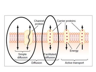 Comprehensive Overview of Transport Mechanisms Across Cell Membranes | PPTX