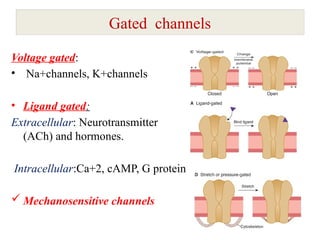 Comprehensive Overview of Transport Mechanisms Across Cell Membranes | PPTX