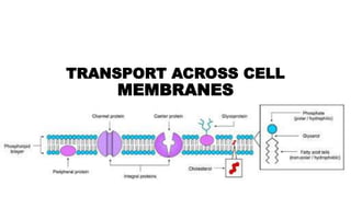 TRANSPORT ACROSS CELL
MEMBRANES
 