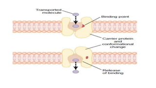 Transport across cell membranes