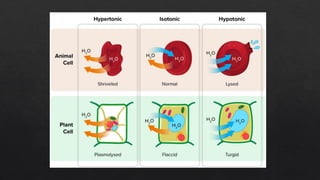 Comprehensive Overview of Transport Mechanisms Across Cell Membranes | PPTX