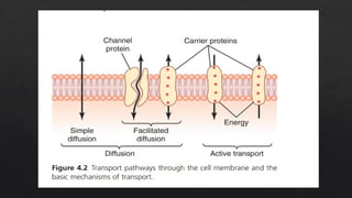 Comprehensive Overview of Transport Mechanisms Across Cell Membranes | PPTX