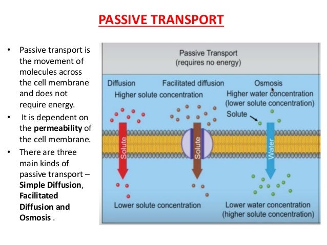 transport across membrane movement of water across a membrane