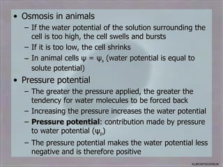 • Osmosis in animals
  – If the water potential of the solution surrounding the
    cell is too high, the cell swells and bursts
  – If it is too low, the cell shrinks
  – In animal cells ψ = ψs (water potential is equal to
    solute potential)
• Pressure potential
  – The greater the pressure applied, the greater the
    tendency for water molecules to be forced back
  – Increasing the pressure increases the water potential
  – Pressure potential: contribution made by pressure
    to water potential (ψp)
  – The pressure potential makes the water potential less
    negative and is therefore positive
                                                     ALBIO9700/2006JK
 