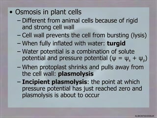 • Osmosis in plant cells
  – Different from animal cells because of rigid
    and strong cell wall
  – Cell wall prevents the cell from bursting (lysis)
  – When fully inflated with water: turgid
  – Water potential is a combination of solute
    potential and pressure potential (ψ = ψs + ψp)
  – When protoplast shrinks and pulls away from
    the cell wall: plasmolysis
  – Incipient plasmolysis: the point at which
    pressure potential has just reached zero and
    plasmolysis is about to occur


                                                ALBIO9700/2006JK
 