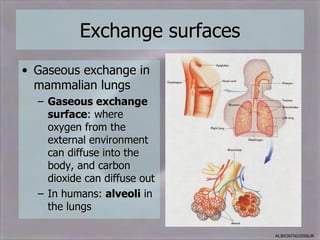 Exchange surfaces
• Gaseous exchange in
  mammalian lungs
  – Gaseous exchange
    surface: where
    oxygen from the
    external environment
    can diffuse into the
    body, and carbon
    dioxide can diffuse out
  – In humans: alveoli in
    the lungs

                              ALBIO9700/2006JK
 