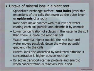 • Uptake of mineral ions in a plant root
  – Specialised exchange surface: root hairs (very thin
    extensions of the cells that make up the outer layer
    or epidermis of a root)
  – Root hairs make contact with thin layer of water
    coating each soil particle and absorbs it by osmosis
  – Lower concentration of solutes in the water in the soil
    than there is inside the root hair cell
  – Water potential higher outside the root hair and
    water moves passively down the water potential
    gradient into the cells
  – Mineral ions also absorbed by facilitated diffusion if
    concentration is higher outside root hair
  – By active transport (carrier proteins and energy)
    when concentration is relatively low in soil
                                                     ALBIO9700/2006JK
 