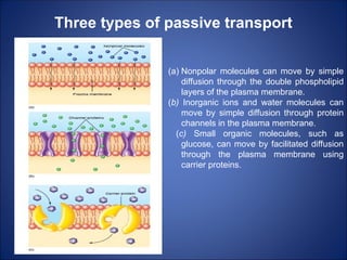 Three types of passive transport
(a) Nonpolar molecules can move by simple
diffusion through the double phospholipid
layers of the plasma membrane.
(b) Inorganic ions and water molecules can
move by simple diffusion through protein
channels in the plasma membrane.
(c) Small organic molecules, such as
glucose, can move by facilitated diffusion
through the plasma membrane using
carrier proteins.
 