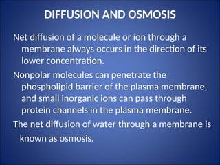 DIFFUSION AND OSMOSIS
Net diffusion of a molecule or ion through a
membrane always occurs in the direction of its
lower concentration.
Nonpolar molecules can penetrate the
phospholipid barrier of the plasma membrane,
and small inorganic ions can pass through
protein channels in the plasma membrane.
The net diffusion of water through a membrane is
known as osmosis.
 