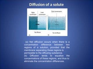 Diffusion of a solute
(a) Net diffusion occurs when there is a
concentration difference between two
regions of a solution, provided that the
membrane separating these regions is
permeable to the diffusing substance.
(b) Diffusion tends to equalize the
concentrations of these regions, and thus to
eliminate the concentration differences.
 