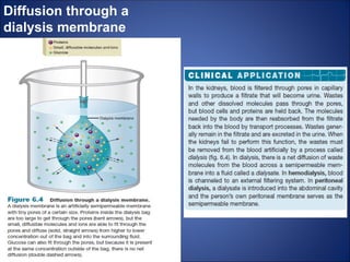Diffusion through a
dialysis membrane
 