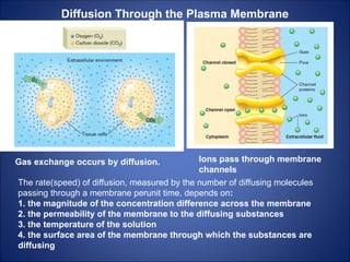 Diffusion Through the Plasma Membrane
Gas exchange occurs by diffusion. Ions pass through membrane
channels
The rate(speed) of diffusion, measured by the number of diffusing molecules
passing through a membrane perunit time, depends on:
1. the magnitude of the concentration difference across the membrane
2. the permeability of the membrane to the diffusing substances
3. the temperature of the solution
4. the surface area of the membrane through which the substances are
diffusing
 