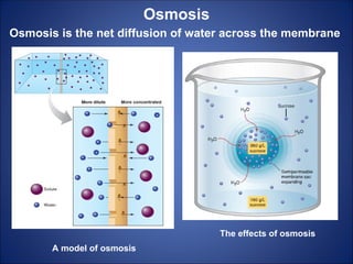Osmosis
Osmosis is the net diffusion of water across the membrane
A model of osmosis
The effects of osmosis
 