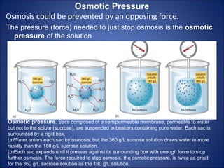 Osmotic Pressure
Osmosis could be prevented by an opposing force.
The pressure (force) needed to just stop osmosis is the osmotic
pressure of the solution
Osmotic pressure. Sacs composed of a semipermeable membrane, permeable to water
but not to the solute (sucrose), are suspended in beakers containing pure water. Each sac is
surrounded by a rigid box.
(a)Water enters each sac by osmosis, but the 360 g/L sucrose solution draws water in more
rapidly than the 180 g/L sucrose solution.
(b)Each sac expands until it presses against its surrounding box with enough force to stop
further osmosis. The force required to stop osmosis, the osmotic pressure, is twice as great
for the 360 g/L sucrose solution as the 180 g/L solution.
 