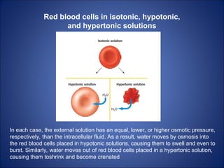 Red blood cells in isotonic, hypotonic,
and hypertonic solutions
In each case, the external solution has an equal, lower, or higher osmotic pressure,
respectively, than the intracellular fluid. As a result, water moves by osmosis into
the red blood cells placed in hypotonic solutions, causing them to swell and even to
burst. Similarly, water moves out of red blood cells placed in a hypertonic solution,
causing them toshrink and become crenated
 