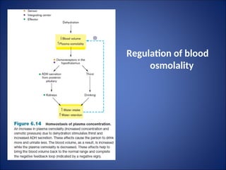 Regulation of blood
osmolality
 
