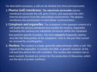 For descriptive purposes, a cell can be divided into three principal parts:
1. Plasma (cell) membrane. The selectively permeable plasma
membrane surrounds the cell, gives it form, and separates the cell’s
internal structures from the extracellular environment. The plasma
membrane also participates in intercellular communication.
2. Cytoplasm and organelles. The cytoplasm is the aqueous content of a
cell inside the plasma membrane but outside the nucleus. Organelles
(excluding the nucleus) are subcellular structures within the cytoplasm
that perform specific functions. The term cytosol is frequently used to
describe the fluid portion of the cytoplasm—that is, the part that cannot
be removed by centrifugation.
3. Nucleus. The nucleus is a large, generally spheroid body within a cell. The
largest of the organelles, it contains the DNA, or genetic material, of the
cell and thus directs the cell’s activities. The nucleus also contains one or
more nucleoli. Nucleoli are centers for the production of ribosomes, which
are the sites of protein synthesis.
 