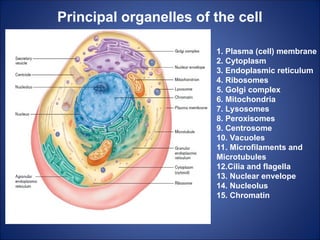 Principal organelles of the cell
1. Plasma (cell) membrane
2. Cytoplasm
3. Endoplasmic reticulum
4. Ribosomes
5. Golgi complex
6. Mitochondria
7. Lysosomes
8. Peroxisomes
9. Centrosome
10. Vacuoles
11. Microfilaments and
Microtubules
12.Cilia and flagella
13. Nuclear envelope
14. Nucleolus
15. Chromatin
 
