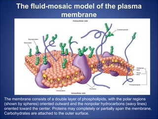 The fluid-mosaic model of the plasma
membrane
The membrane consists of a double layer of phospholipids, with the polar regions
(shown by spheres) oriented outward and the nonpolar hydrocarbons (wavy lines)
oriented toward the center. Proteins may completely or partially span the membrane.
Carbohydrates are attached to the outer surface.
 