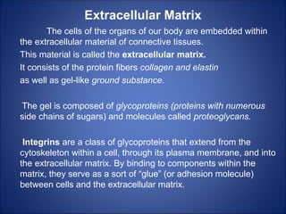 Extracellular Matrix
The cells of the organs of our body are embedded within
the extracellular material of connective tissues.
This material is called the extracellular matrix.
It consists of the protein fibers collagen and elastin
as well as gel-like ground substance.
The gel is composed of glycoproteins (proteins with numerous
side chains of sugars) and molecules called proteoglycans.
Integrins are a class of glycoproteins that extend from the
cytoskeleton within a cell, through its plasma membrane, and into
the extracellular matrix. By binding to components within the
matrix, they serve as a sort of “glue” (or adhesion molecule)
between cells and the extracellular matrix.
 