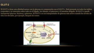 GLUT-2 
El GLUT-2 tiene una afinidad menor con la glucosa en comparación con el GLUT-1. Está presente en todos los tejidos 
corporales y se concentra sobre todo en el hígado, los riñones, el páncreas y el intestino delgado. El GLUT-2 puede 
transportar glucosa, fructosa y galactosa. El GLUT-2 es un transportador de glucosa más activo cuando los niveles de 
ésta son elevados, por ejemplo, después de comer. 
 