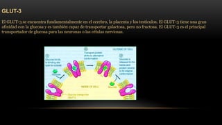GLUT-3 
El GLUT-3 se encuentra fundamentalmente en el cerebro, la placenta y los testículos. El GLUT-3 tiene una gran 
afinidad con la glucosa y es también capaz de transportar galactosa, pero no fructosa. El GLUT-3 es el principal 
transportador de glucosa para las neuronas o las células nerviosas. 
 