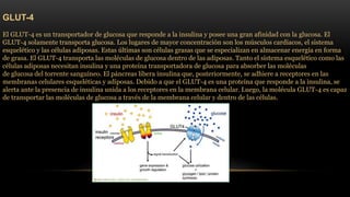 GLUT-4 
El GLUT-4 es un transportador de glucosa que responde a la insulina y posee una gran afinidad con la glucosa. El 
GLUT-4 solamente transporta glucosa. Los lugares de mayor concentración son los músculos cardíacos, el sistema 
esquelético y las células adiposas. Estas últimas son células grasas que se especializan en almacenar energía en forma 
de grasa. El GLUT-4 transporta las moléculas de glucosa dentro de las adiposas. Tanto el sistema esquelético como las 
células adiposas necesitan insulina y una proteína transportadora de glucosa para absorber las moléculas 
de glucosa del torrente sanguíneo. El páncreas libera insulina que, posteriormente, se adhiere a receptores en las 
membranas celulares esqueléticas y adiposas. Debido a que el GLUT-4 es una proteína que responde a la insulina, se 
alerta ante la presencia de insulina unida a los receptores en la membrana celular. Luego, la molécula GLUT-4 es capaz 
de transportar las moléculas de glucosa a través de la membrana celular y dentro de las células. 
 