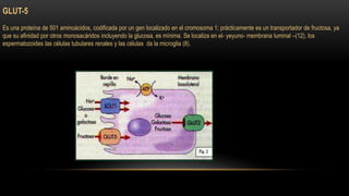 GLUT-5 
Es una proteína de 501 aminoácidos, codificada por un gen localizado en el cromosoma 1; prácticamente es un transportador de fructosa, ya 
que su afinidad por otros monosacáridos incluyendo la glucosa, es mínima. Se localiza en el- yeyuno- membrana luminal –(12), los 
espermatozoides las células tubulares renales y las células da la microglia (8). 
 