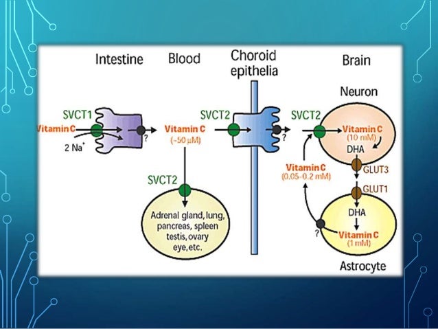 Проджект глют. Проджект глют. Глют 4 биохимия механизм. Glut рецепторы. Glut перевод с английского.