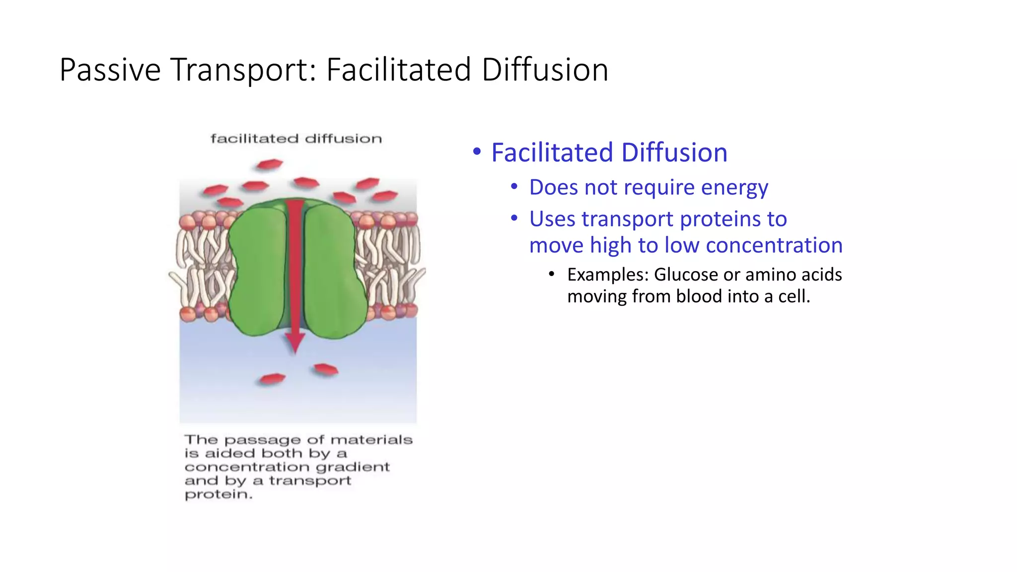 Protein Relocation Transport and transport protein in cell biology | PPTX