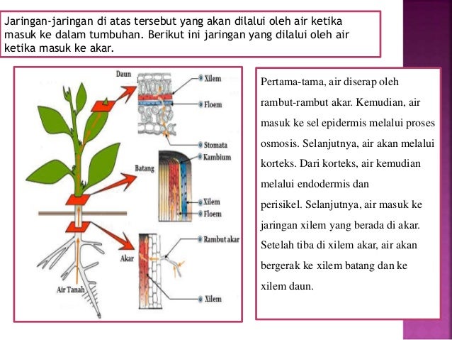 Bagaimana terjadinya pengangkutan air dan mineral dari akar menuju daun